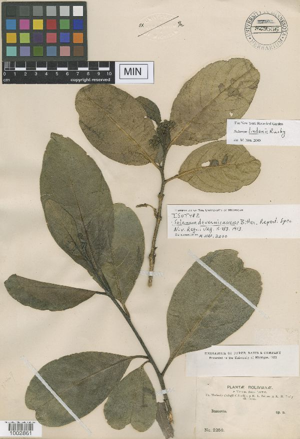 Solanum psidiifolium image