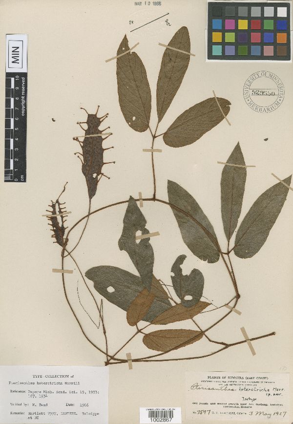 Pterisanthes heterantha image