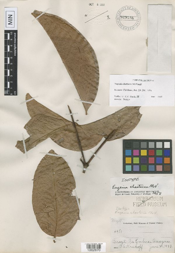 Eugenia chartacea image