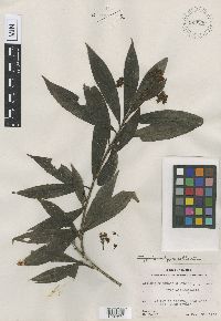 Image of Gentlea tacanensis