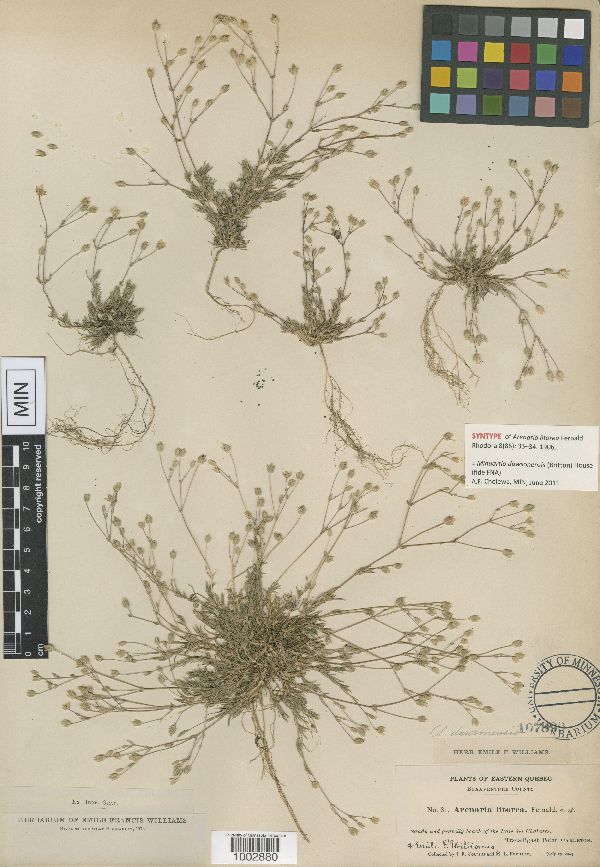 Minuartia image