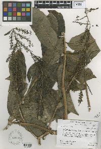 Polyscias tahitensis image