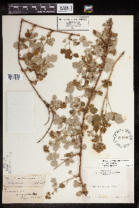 Image of Rubus glaucifolius