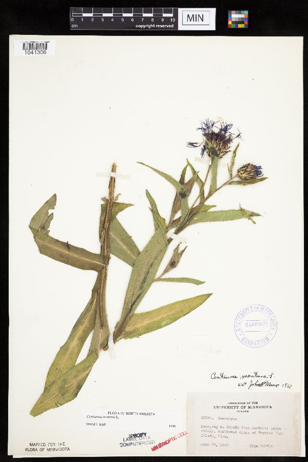 Centaurea montana image