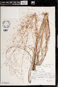 Eragrostis trichodes image