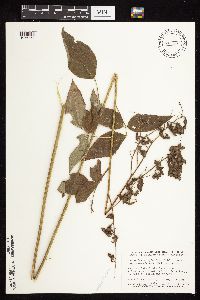 Desmodium cuspidatum image