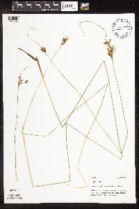 Juncus dudleyi image