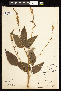 Desmodium cuspidatum image