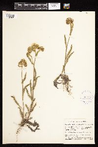 Achillea millefolium image