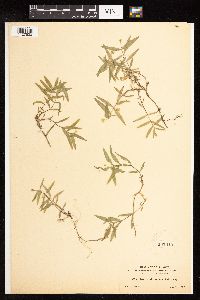 Image of Arenaria microcephala