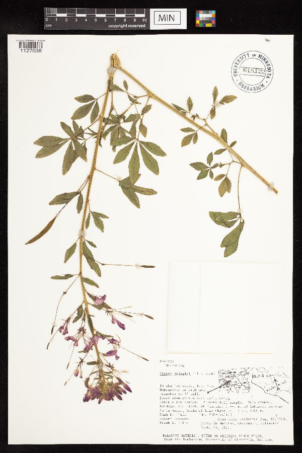 Cleome pringlei image