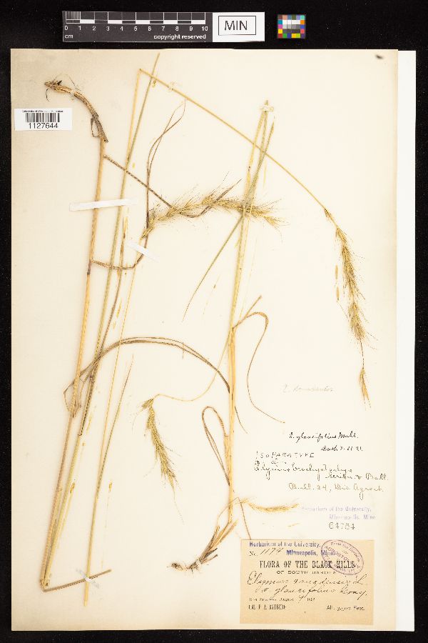 Elymus canadensis var. brachystachys image