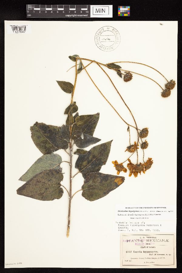 Davilanthus hypargyreus image