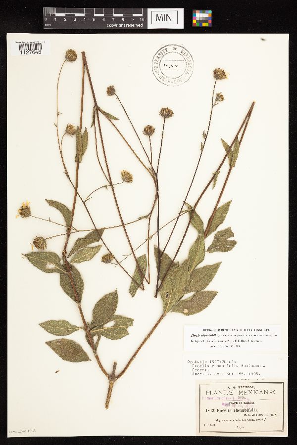 Simsia rhombifolia image