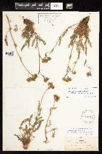 Horkelia daucifolia var. caruifolia image