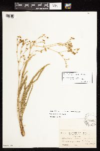 Image of Horkelia mutabilis