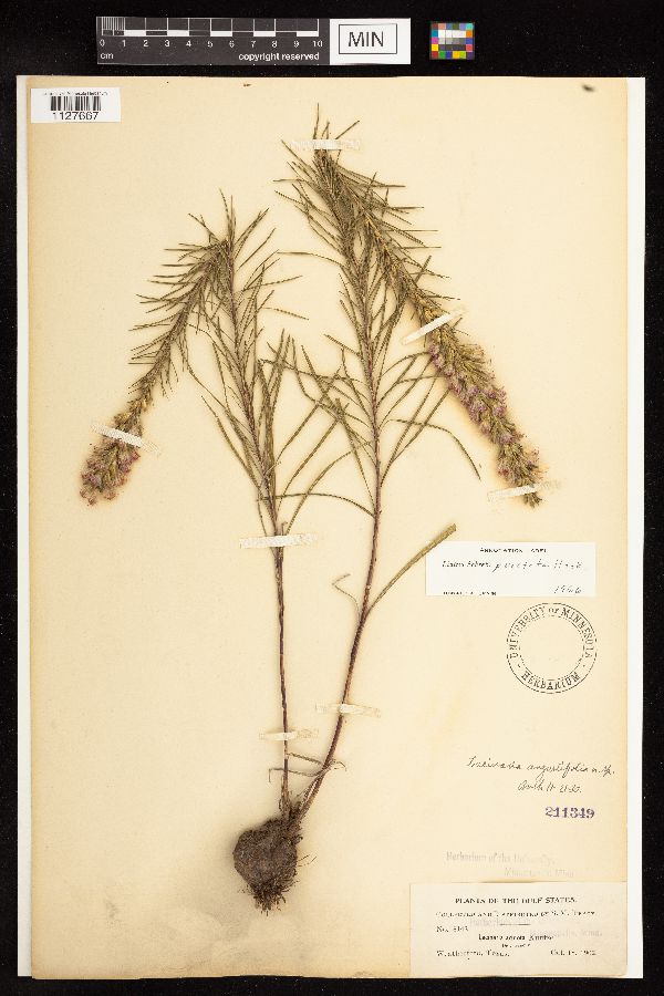 Lacinaria angustifolia image