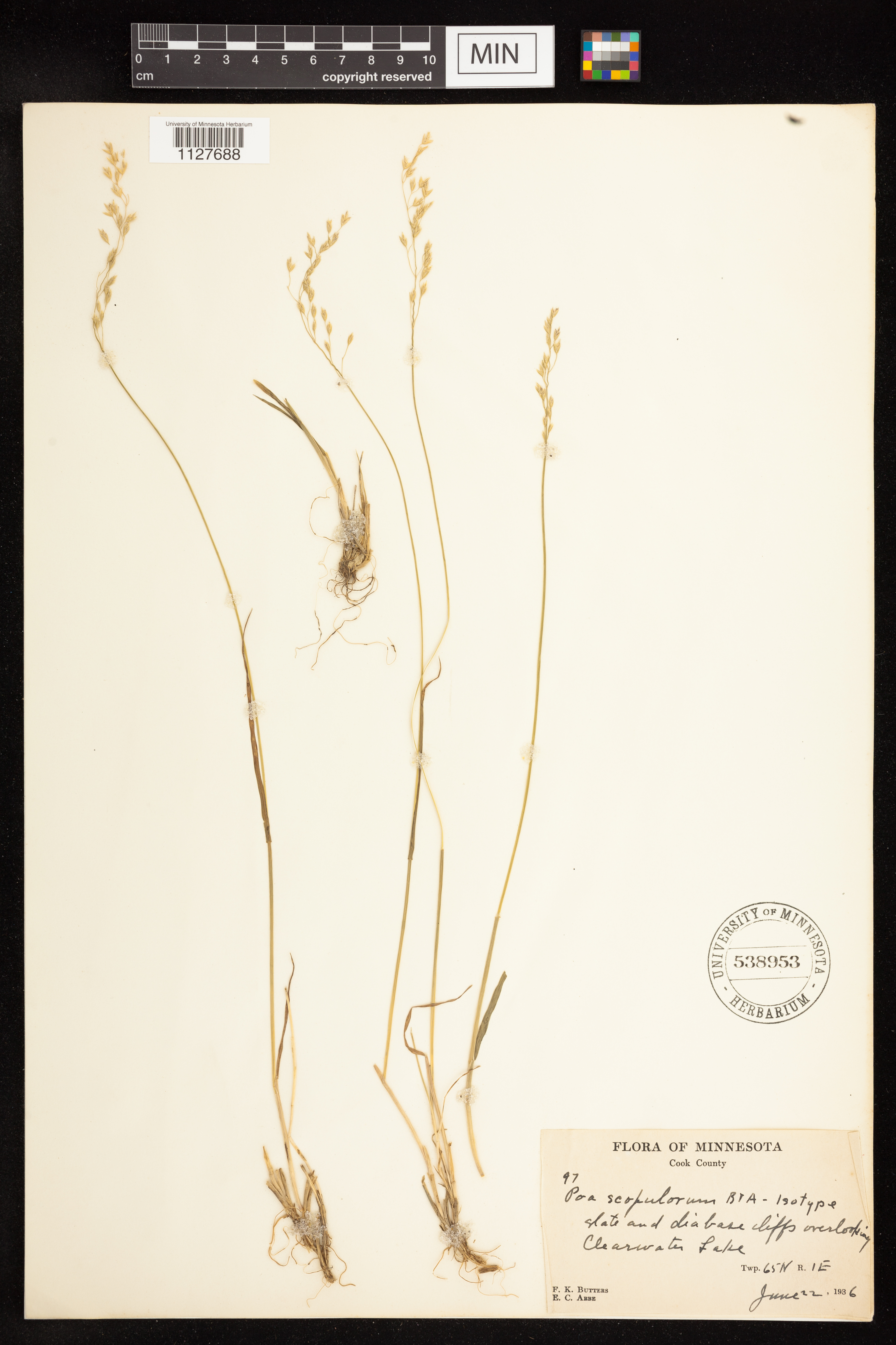 Poa scopulorum image