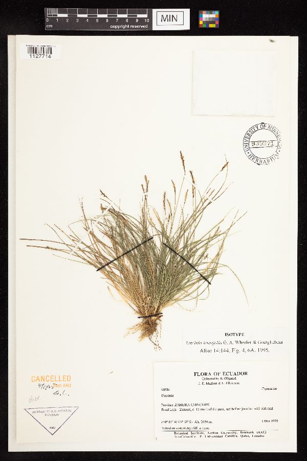 Carex goetghebeurii image