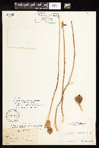 Allium sanbornii var. congdonii image