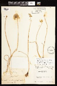Allium sanbornii var. congdonii image