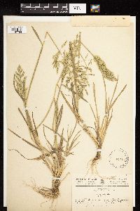 Puccinellia pannonica image