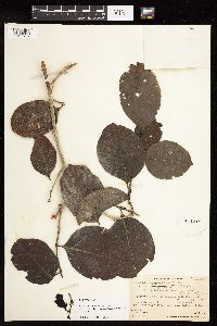 Cyclophyllum barbatum image