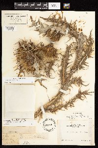 Cirsium praeteriens image