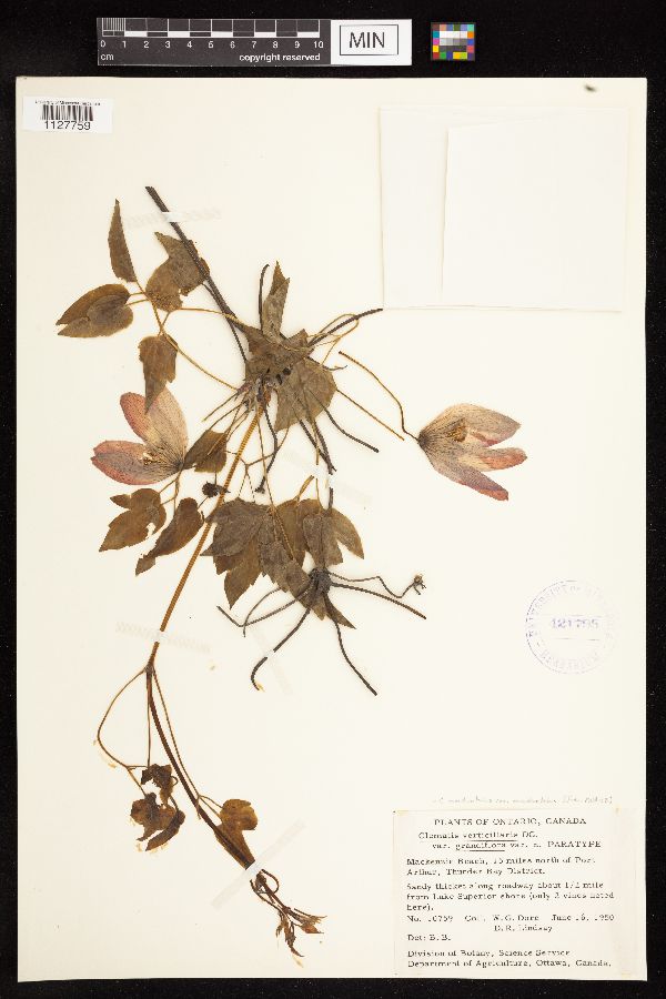 Clematis verticillaris var. grandiflora image