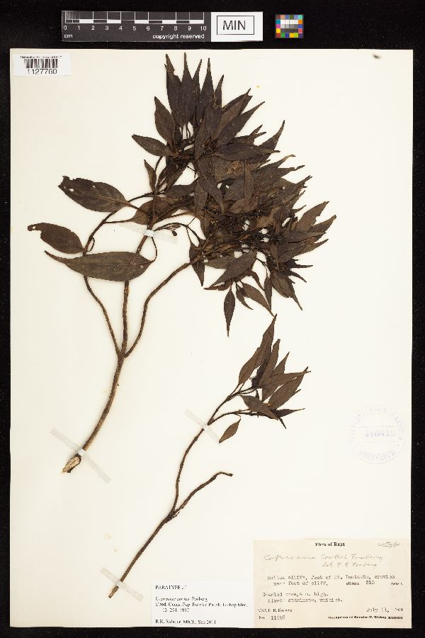 Coprosma cookei image