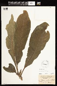 Cyanea sylvestris image