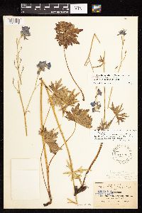 Delphinium barrancae image
