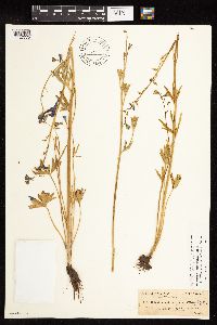 Delphinium cyanoreios image