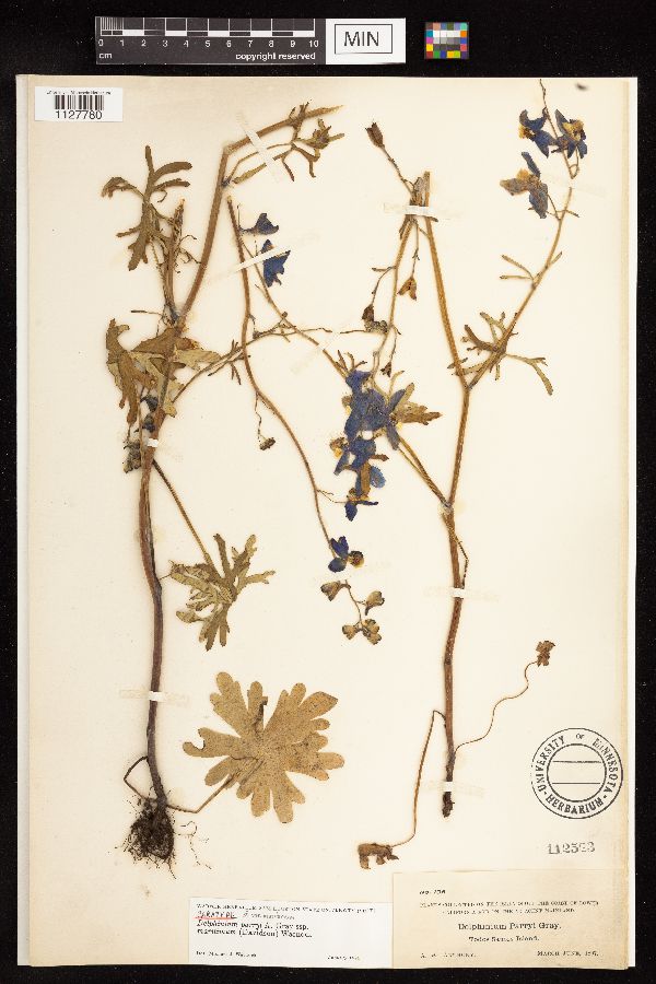 Delphinium parryi subsp. maritimum image