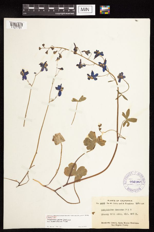 Delphinium patens subsp. hepaticoideum image