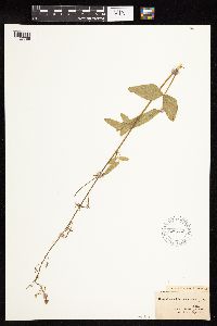Image of Desmodium pulcherrimum
