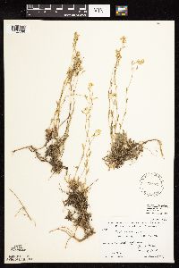 Draba arabisans var. superiorensis image