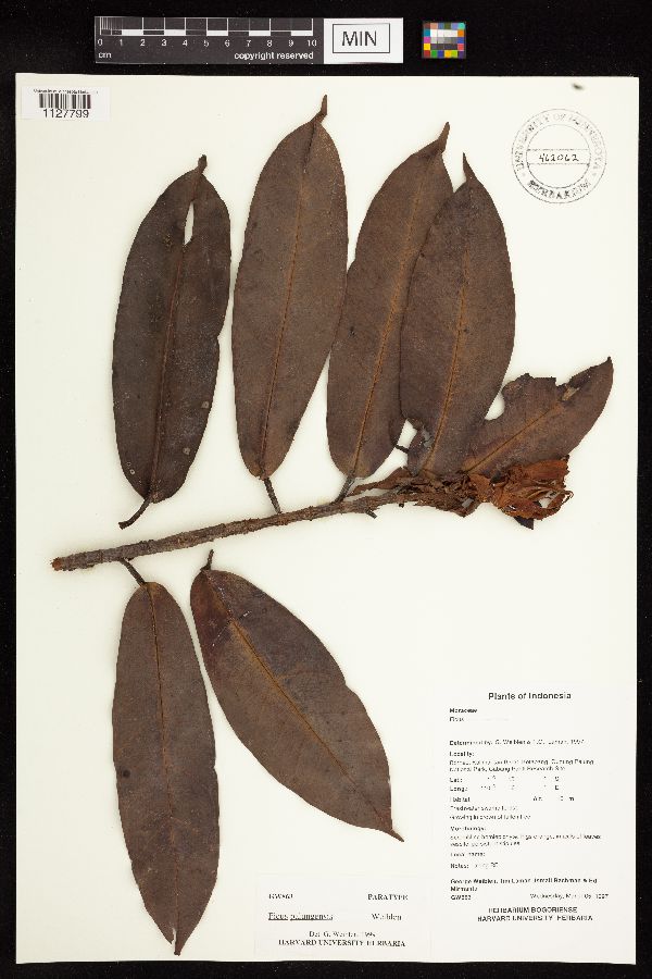 Ficus acamptophylla image