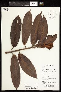 Image of Ficus acamptophylla