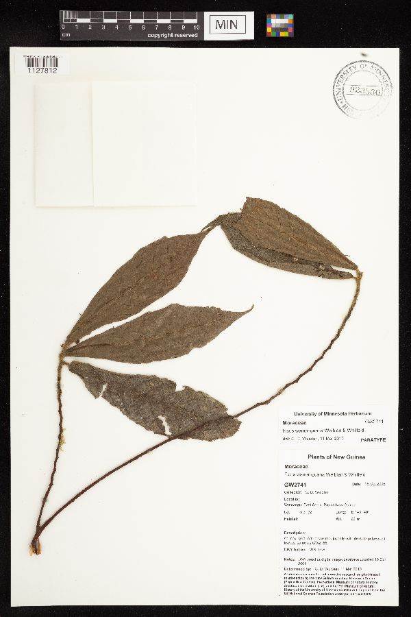 Ficus wamanguana image