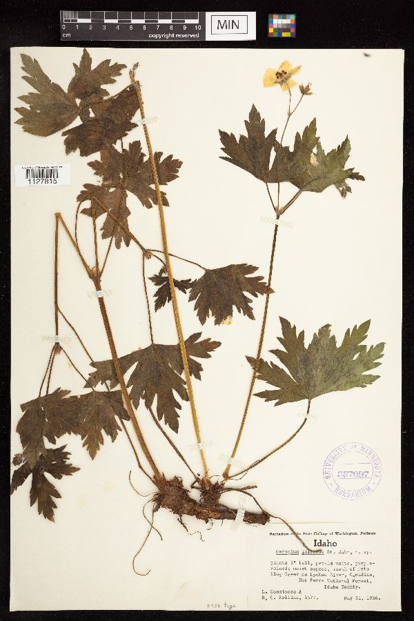 Geranium richardsonii image