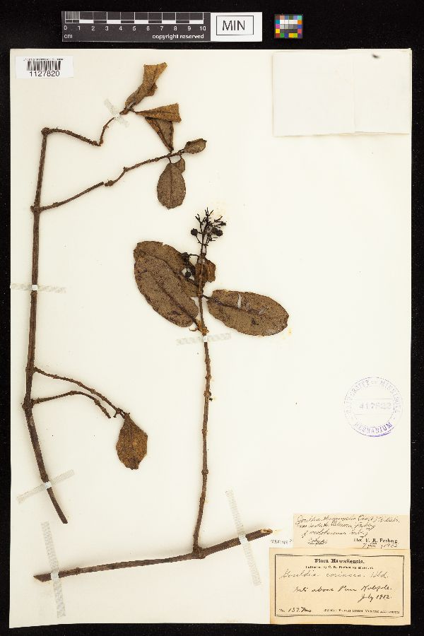 Gouldia terminalis var. cordata image