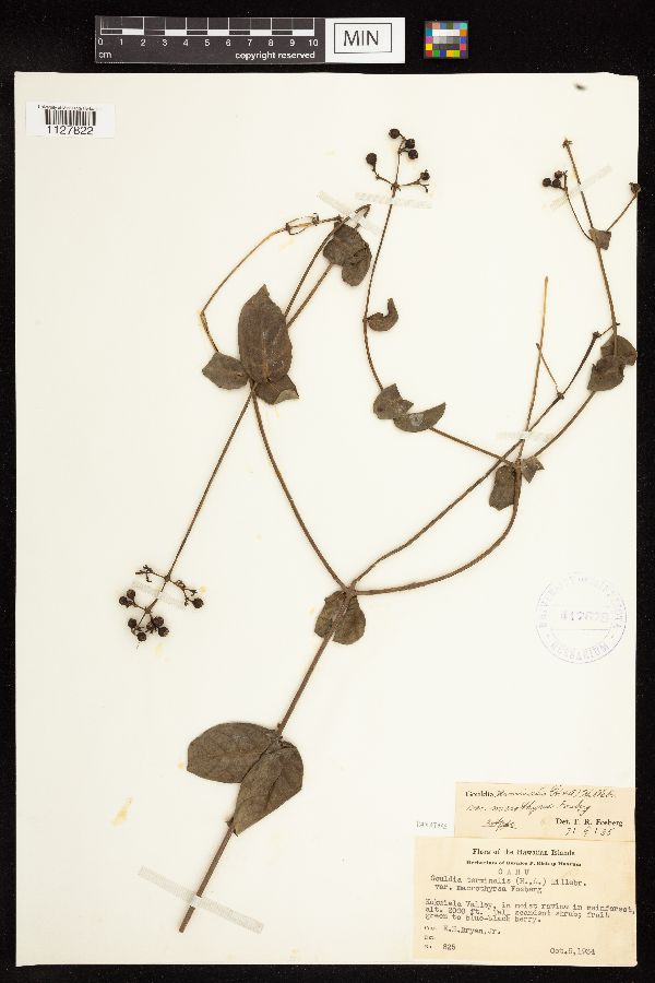 Gouldia terminalis var. macrothyrsa image