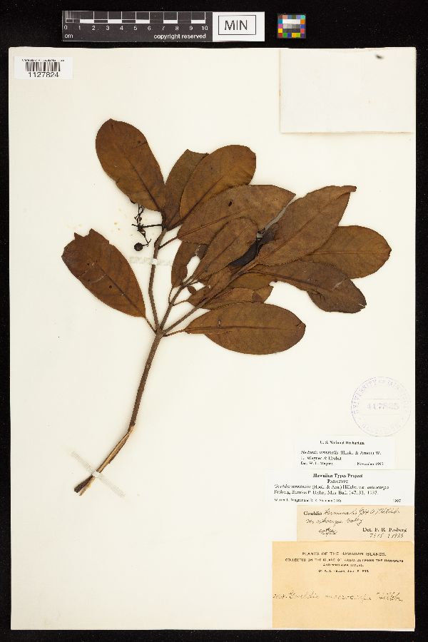 Gouldia terminalis var. osteocarpa image
