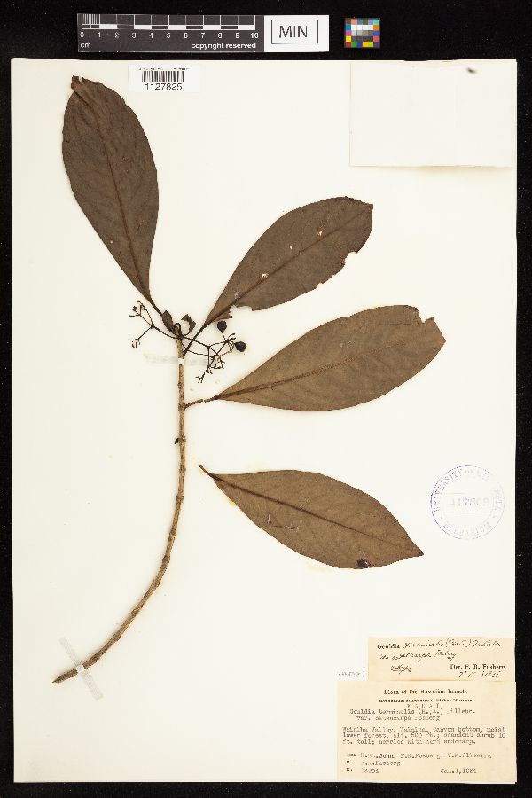 Gouldia terminalis var. osteocarpa image