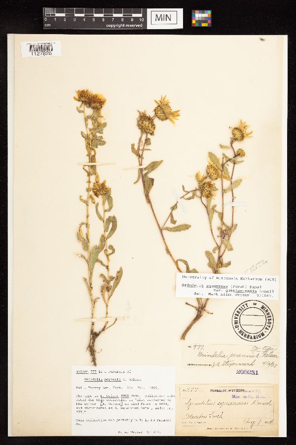 Grindelia squarrosa var. quasiperennis image