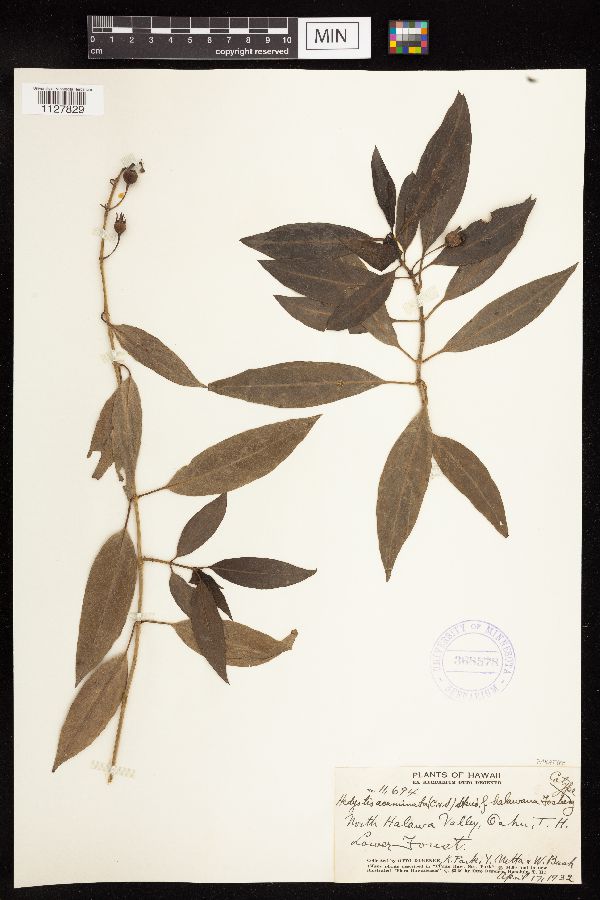 Kadua acuminata image