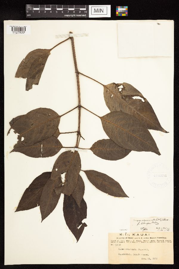 Kadua acuminata image