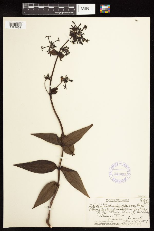 Kadua centranthoides image