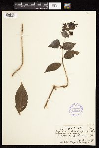 Kadua cordata subsp. cordata image